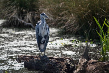 Portrait of grey heron on log