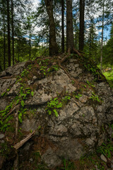 eine Fichte wächst auf einem grossen Stein, Wurzelstock mit starken Wurzeln auf einem Findling im Wald. Waldlichtung in Adelboden