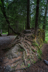 eine Fichte wächst auf einem grossen Stein, Wurzelstock mit starken Wurzeln auf einem Findling im Wald. Waldlichtung in Adelboden