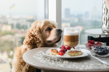 The dog is begging for food from the table.