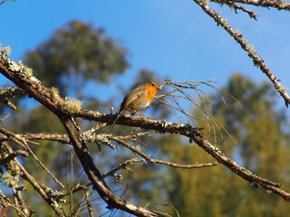 Petirrojo europeo posado en la rama de un árbol. 
