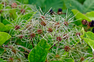 Old man's beard, Traveller's joy // Gew&ouml;hnliche Waldrebe (Clematis vitalba)