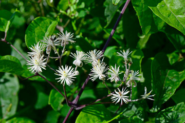 Gewöhnliche Waldrebe // Old man's beard, Traveller's joy (Clematis vitalba)