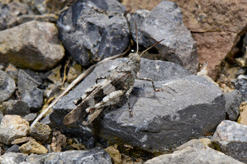 blue-winged grasshopper // Blauflügelige Ödlandschrecke (Oedipoda caerulescens)