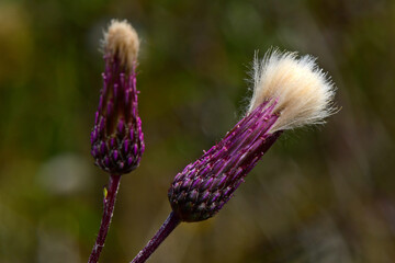 Acker-Kratzdistel, Ackerdistel // Creeping thistle (Cirsium arvense)