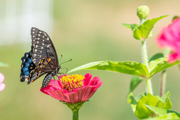 Black swallowtail butterfly perched on pink flower in garden in summer