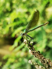 Dragonfly insect. Dragonfly sits on a branch close to river