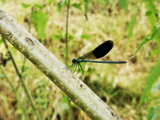 Dragonfly insect. Dragonfly sits on a branch close to river