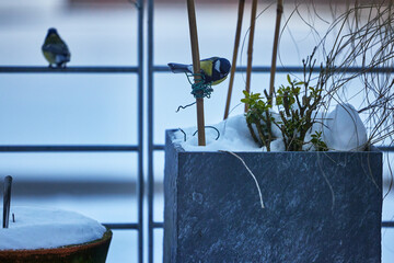 Kohlmeise am Blumenkasten