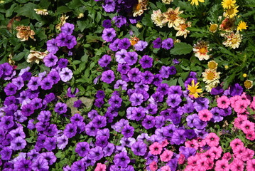 Summer sidewalk garden of petunias, daisies and dahlias.