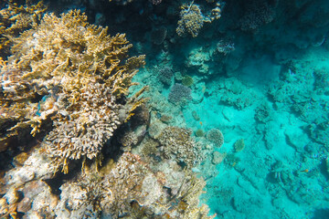 The coral reef is bright in the azure sea near the surface of the water.