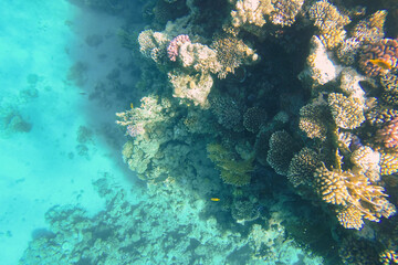 Naklejka na ściany i meble Colorful coral reef in azure sea water.