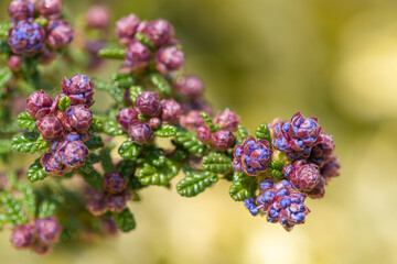 California lilac (ceanothus) buds emerging into bloom