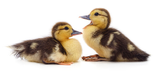Two little ducklings.