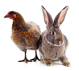 Rabbit and chicken.