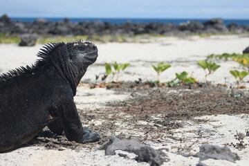 Amblyrhynchus cristatus at Galapagos marine iguana