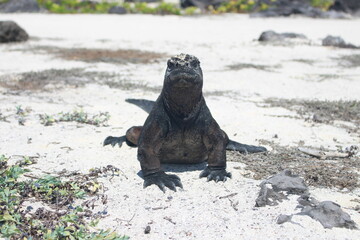 Amblyrhynchus cristatus at Galapagos marine iguana