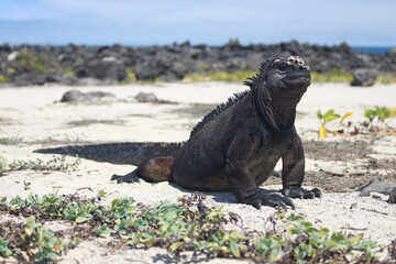Amblyrhynchus cristatus at Galapagos marine iguana