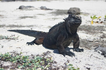 Amblyrhynchus cristatus at Galapagos marine iguana