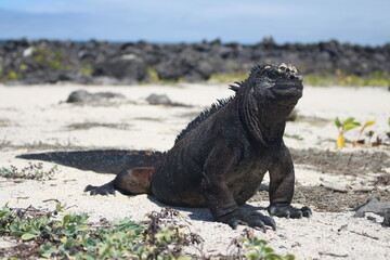 Amblyrhynchus cristatus at Galapagos marine iguana