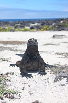 Amblyrhynchus cristatus at Galapagos marine iguana