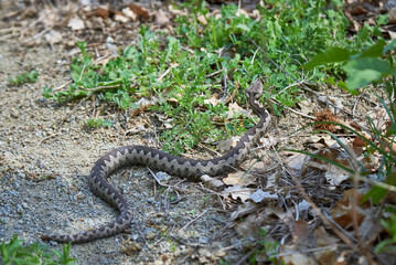 Nose-Horned Viper male in natural habitat (Vipera ammodytes)
