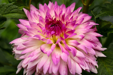 pink and white dahlia