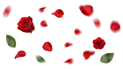 Fototapeta na wymiar Falling Rose petal, isolated on white background, selective focus