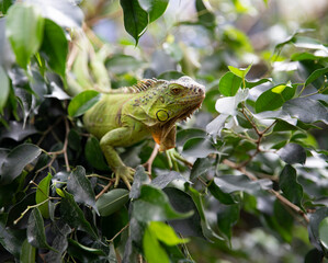 Iguana hides on a tree among green leaves. Reptile. Portrait of a lizard. Macro.