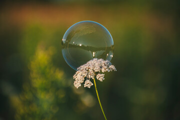 a white flower grows in a field among grasses. Summer flowers. Children blow soap bubbles. Soap...