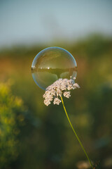 a white flower grows in a field among grasses. Summer flowers. Children blow soap bubbles. Soap bubble on a flower