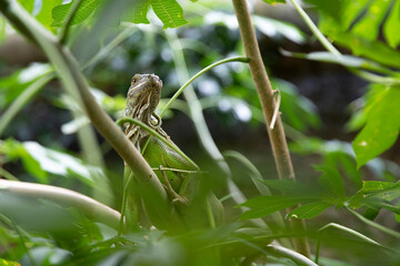 Animal lizard. Iguana in green leaves. Reptile. Macro. Place for an inscription