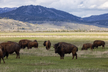 Naklejka premium Bison eating grass in American Landscape. Yellowstone National Park. United States. Nature Background.