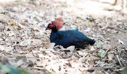 red-crested rollulus rulul, crowned partridge sits in the leaves. rare birds