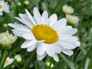 daisy flower in the garden 