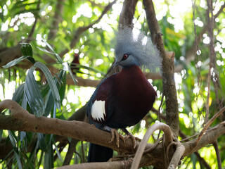 Crowned pigeon Gur Victoria sits on a tree. Beautiful bird with a crest