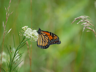 monarch butterfly on a flower