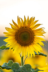 A sunflower head, with a shallow depth of field
