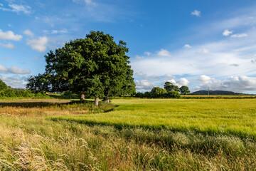 A rural Sussex landscape with a field of green cereal crops, on a sunny day in summer