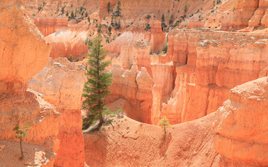 Lone tree in Bryce Canyon National Park, Utah