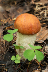 Nature of Belarus - mushroom orange-cup boletus.