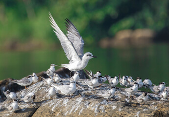 terns on a rock; birds on a rock; bird on rock; terns flying in the air; Sri Lanka; Birds flying; bird landing; bird landing on a rock	