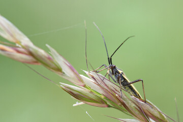 Une petite punaise allongée ravageur des graminées (Leptopterna dolabrata)
