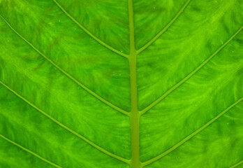 Closeup of Back Lighting on a Green and Yellow Taro Leaf.