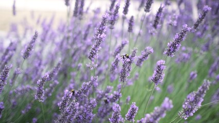 Flying bumble-bee gathering pollen from lavender blossoms. Close up Slow Motion. Beautiful Blooming Lavender Flowers swaying in wind. Provence, South France, Europe. Calm Cinematic Nature Background