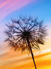 dark silhouette of fluffy dandelion on background of  colorful sunset sky, calm relaxing evening landscape with beautiful multicolored sky at sunset, close-up
