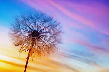 beautiful fluffy dandelion on the background of colorful sunset sky, calm relaxing evening landscape with beautiful multicolored sky at sunset, close-up