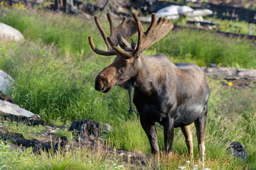 Moose in the Colorado Rocky Mountains