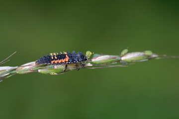 Une larve de coccinelle asiatique attaquant des pucerons sur un épi de graminée (Harmonia axyridis) 
