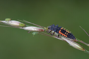 Une larve de coccinelle asiatique attaquant des pucerons sur un épi de graminée (Harmonia axyridis) 